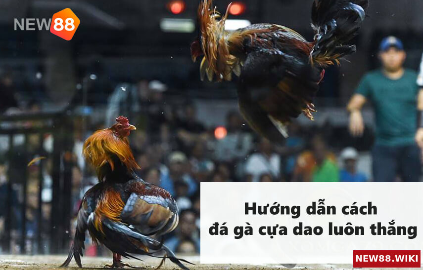 Hướng dẫn cách đá gà cựa dao luôn thắng