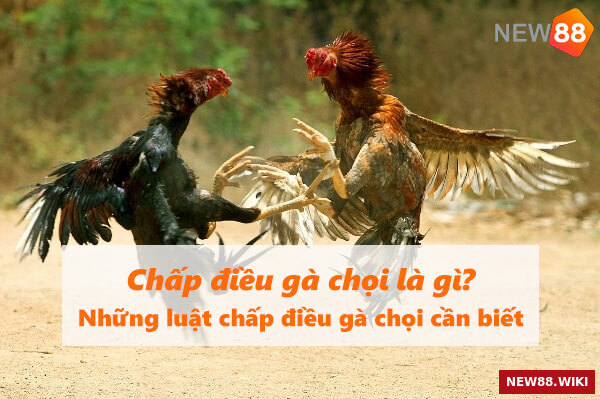 Chấp điều gà chọi là gì? Những luật chấp điều gà chọi cần biết
