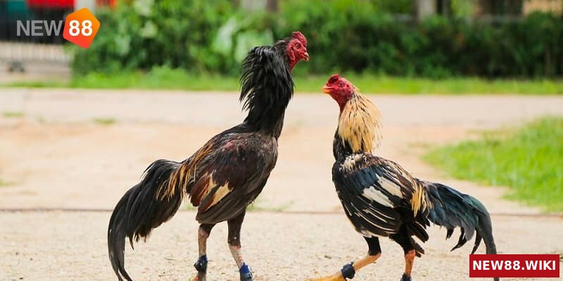 Đá gà cựa sắt là gì và điểm đặc trưng của thể loại này