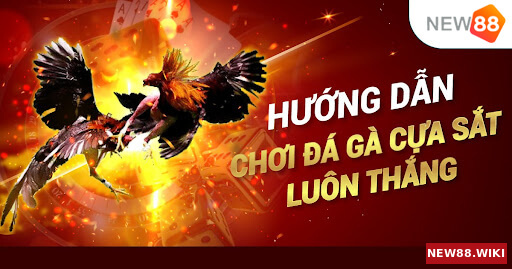 Đá gà cựa sắt là gì? Hướng dẫn cách xem đá gà cựa sắt