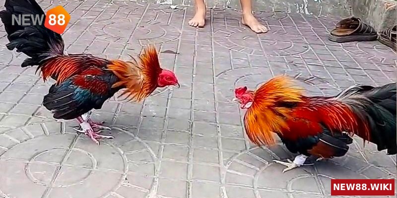 Giải nghĩa đá gà hàng xáo là gì