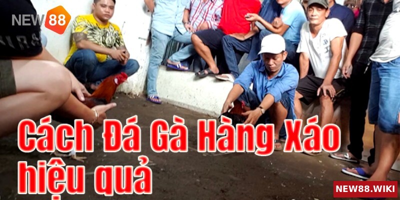 Nghệ thuật đá gà hàng xáo của dân chơi lâu năm