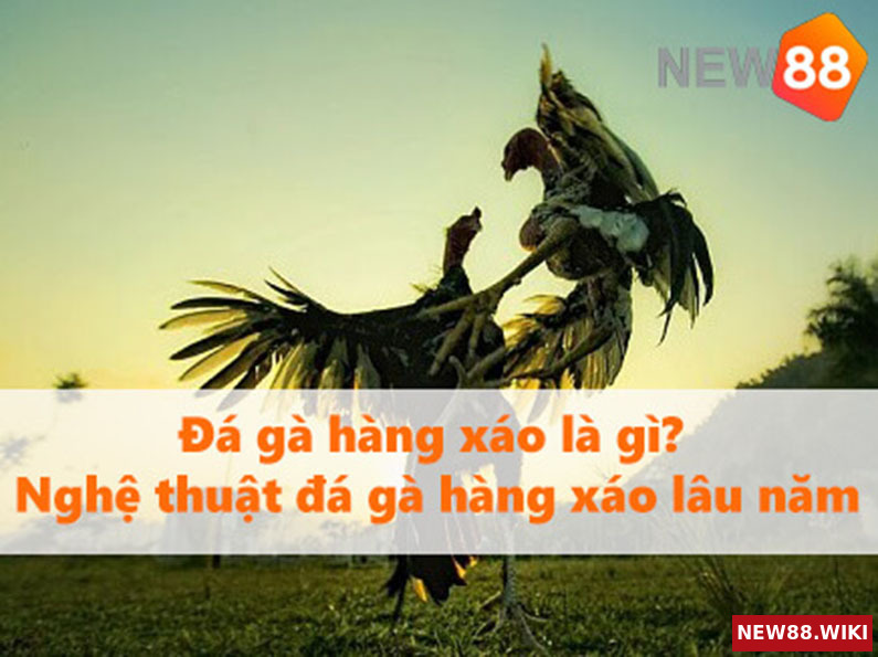 Đá gà hàng xáo là gì? Nghệ thuật đá gà hàng xáo lâu năm
