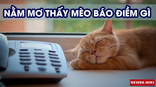 Giải mã giấc mơ thấy mèo nên đánh con gì