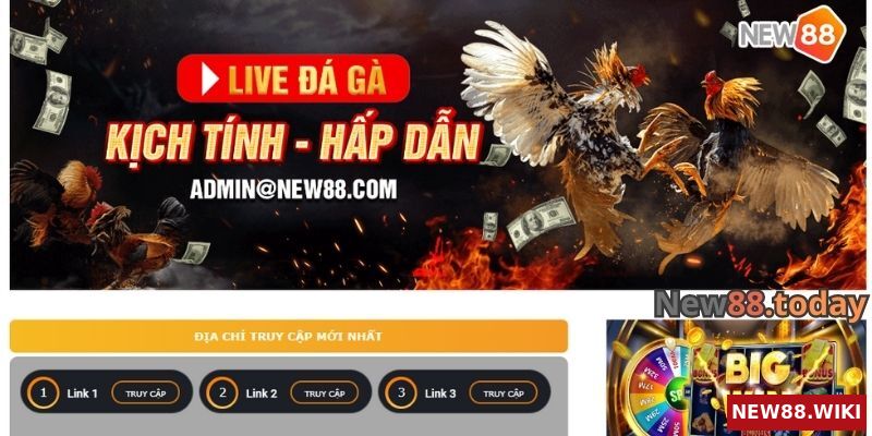 Những điểm đặc biệt làm nên sức hút của đá gà NEW88