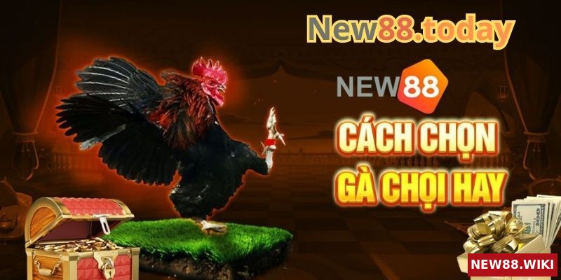 Kinh nghiệm chơi đá gà hiệu quả tại nhà cái NEW88