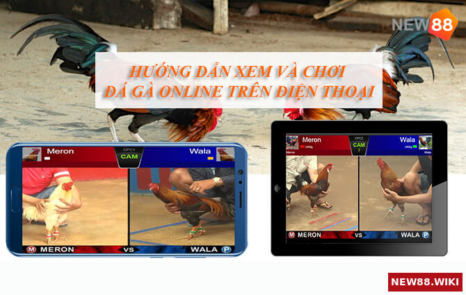 Hướng dẫn xem và chơi đá gà online trên điện thoại