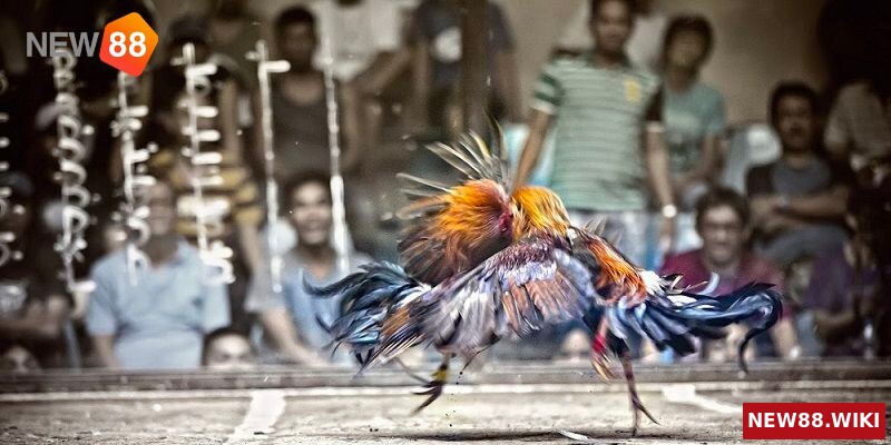 Tổng quan về kinh nghiệm cá cược đá gà trực tuyến