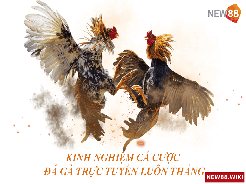 Kinh nghiệm cá cược đá gà trực tuyến cho người mới