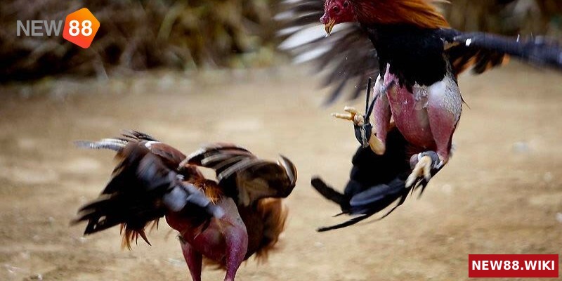 Kinh nghiệm cá cược đá gà và cách kiểm tra thành tích chiến kê