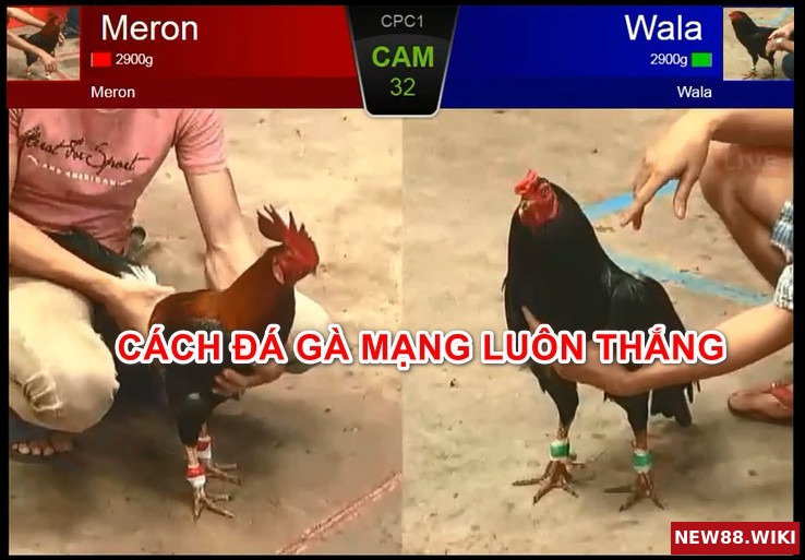 Bí quyết chơi đá gà trên mạng để luôn giành phần thắng