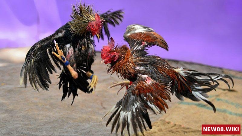 Hé lộ lý do tại sao đá gà trên mạng luôn thua