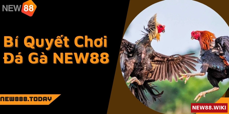 Mách bạn bí quyết chơi đá gà NEW88 luôn thắng