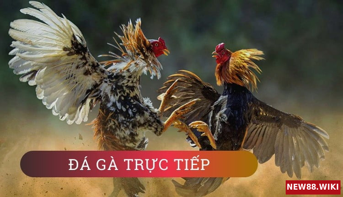 Tham khảo hướng dẫn về bí quyết chơi đá gà NEW88