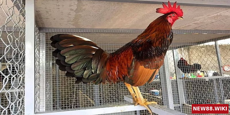 Phòng bệnh cho gà là cách tốt nhất để có một chiến kê hoàn hảo