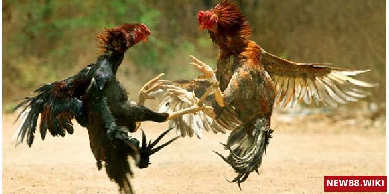 Những bài tập trong cách nuôi gà đá bo lớn