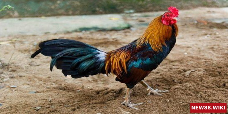 Chọn giống gà tốt là một trong những cách nuôi gà đá cựa sắt hiệu quả