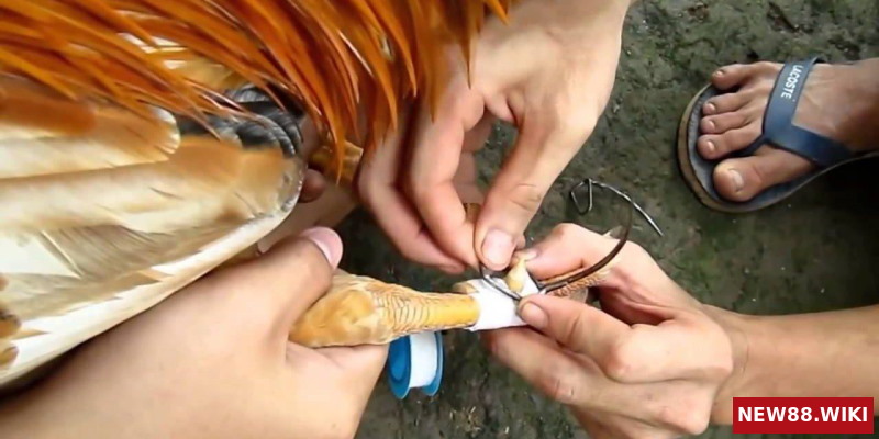 Gà đá cựa sắt cần được huấn luyện ngay từ nhỏ