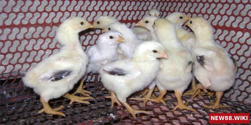 Huấn luyện từ nhỏ giúp gà chắc khỏe hơn