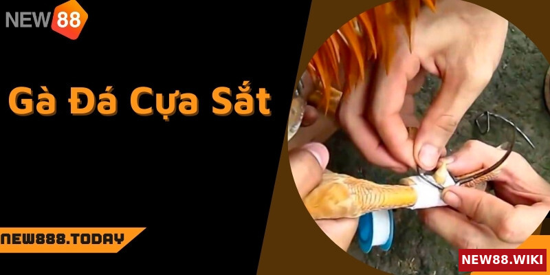 Gà đá cựa sắt cần phải được huấn luyện từ nhỏ