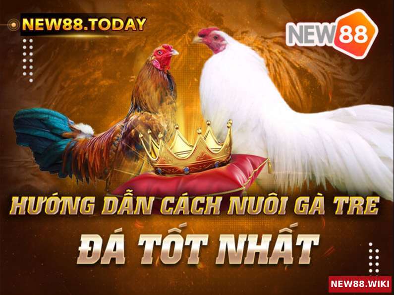 Hướng dẫn cách nuôi gà tre