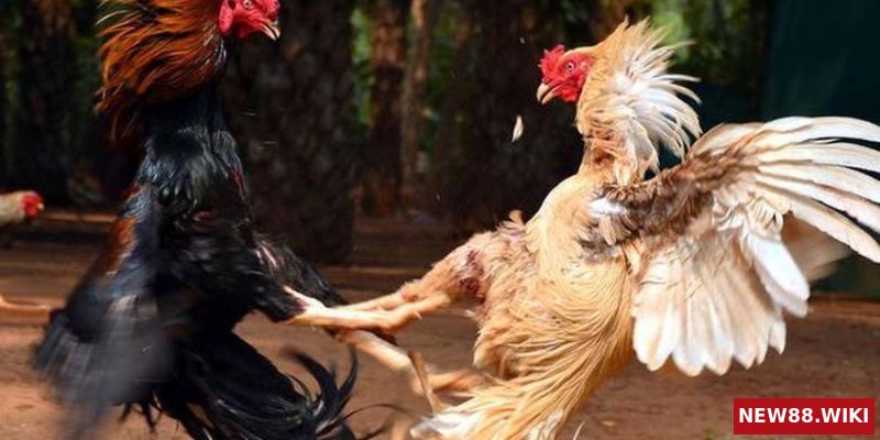 Những ưu điểm của kèo đá gà trực tiếp