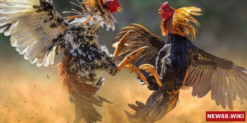 Mẹo cược đá gà trực tiếp đơn giản mà dễ ăn tiền