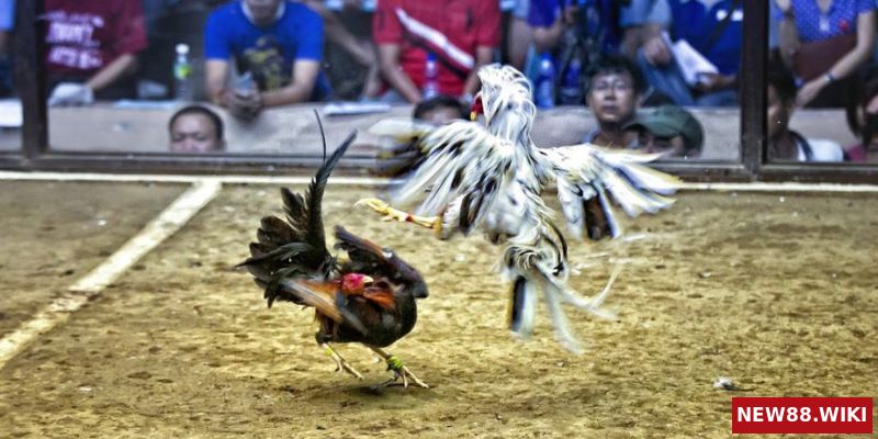 Tìm hiểu kèo đá gà trực tiếp là gì