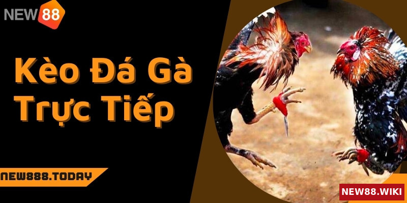 Ưu điểm của kèo đá gà trực tiếp