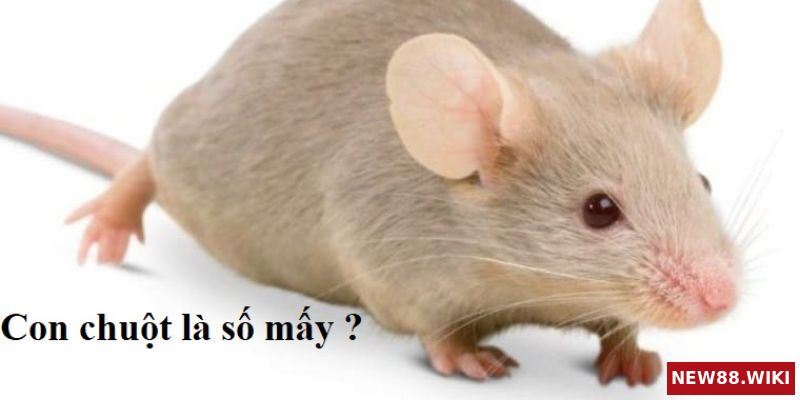 Hình tượng con chuột mang ý nghĩa gì