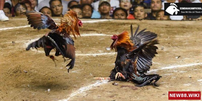 Những trận tổng hợp đá gà Campuchia kinh điển