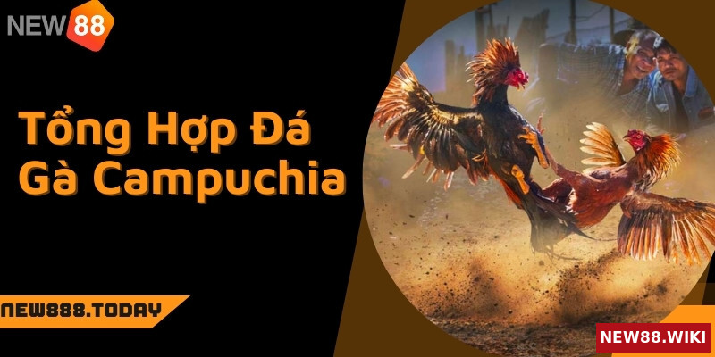 Tổng Hợp Đá Gà Campuchia