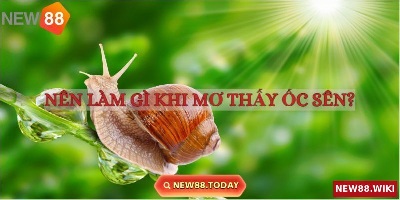 Những việc nên làm khi mơ thấy ốc sên