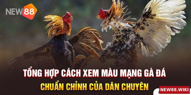 Tổng hợp cách xem màu mạng gà đá chuẩn chỉ của dân chuyên