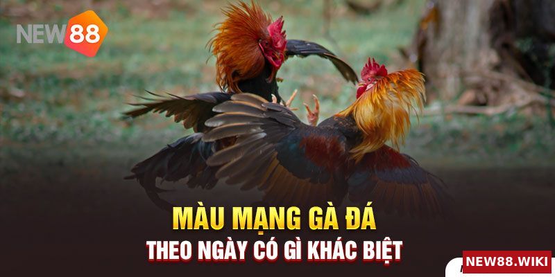 Màu mạng gà đá theo ngày có gì khác biệt