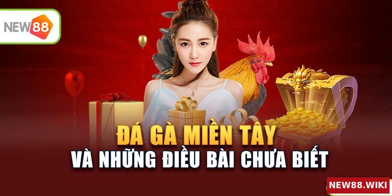 Đá gà miền Tây và những điều bạn chưa biết