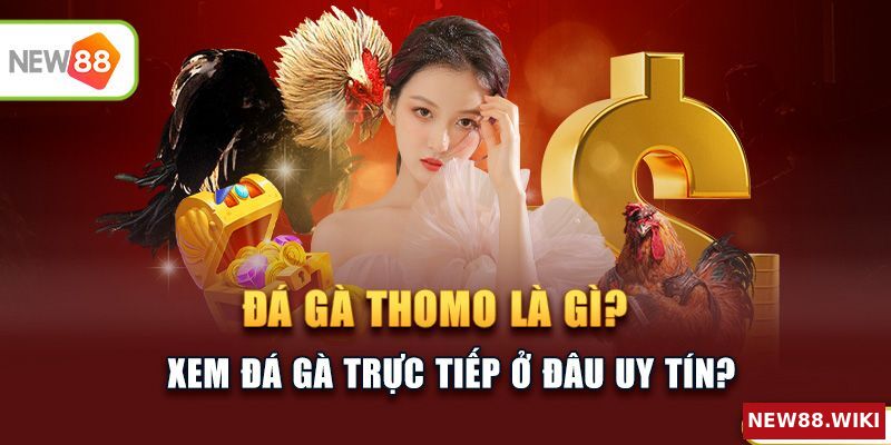 Đá gà Thomo là gì? Xem đá gà trực tiếp ở đâu uy tín?
