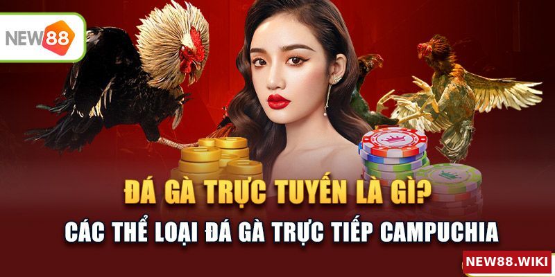 Đá gà trực tuyến là gì? Lợi ích khi xem đá gà trực tiếp campuchia