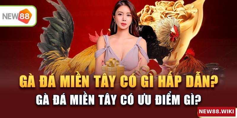 Đá gà miền Tây có gì hấp dẫn