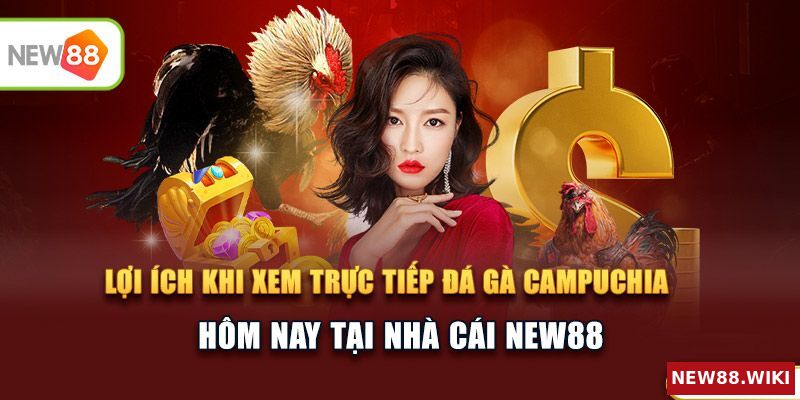 Những lợi ích khi xem trực tiếp đá gà hôm nay tại New88