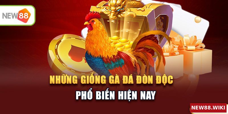 Những giống gà đá đòn độc phổ biến hiện nay