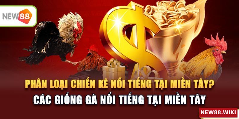 Phân loại chiến kê nổi tiếng tại miền Tây