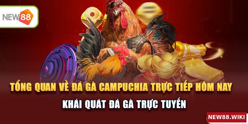Cái nhìn tổng quan về đá gà Campuchia trực tiếp hôm nay