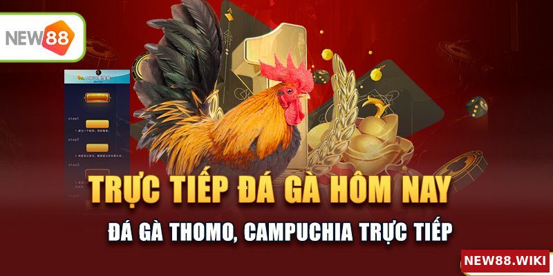Trực tiếp đá gà hôm nay - Đá gà Thomo, Campuchia trực tiếp