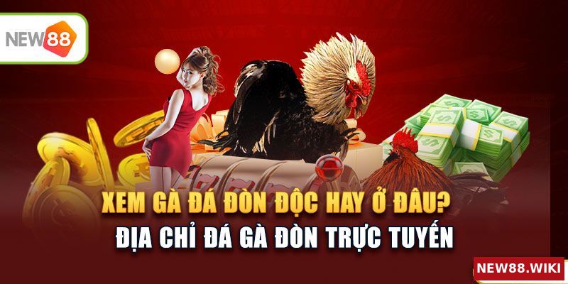 Xem đá gà đòn độc hay ở đâu