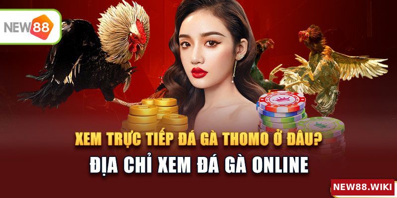 Địa chỉ xem trực tiếp đá gà thomo uy tín