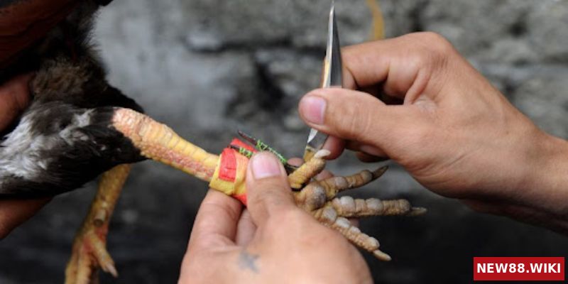 Khái niệm về đá gà cựa dao