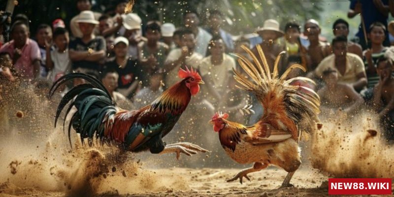 Luật chơi đá gà đơn giản cho người mới tham gia