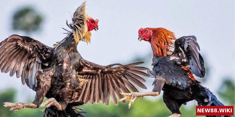 Những mẹo chơi đá gà giúp giành chiến thắng cao