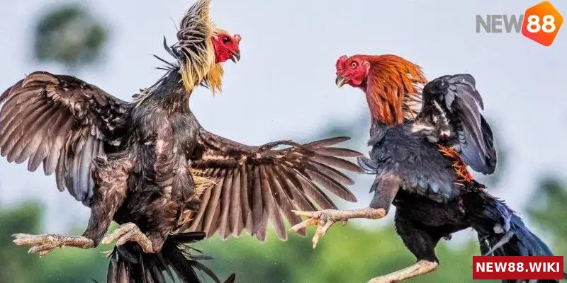 Các dòng gà nổi tiếng nhận diện qua đặc điểm khuôn mặt